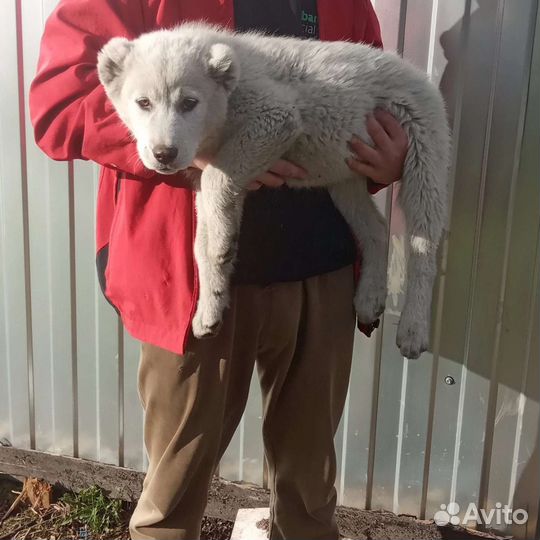 Собака алабай