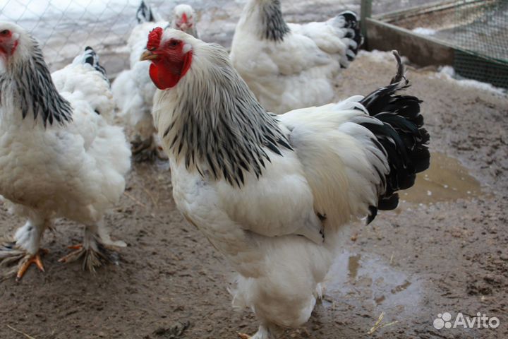 Предлагаю с 9 марта инкубационное яйцо