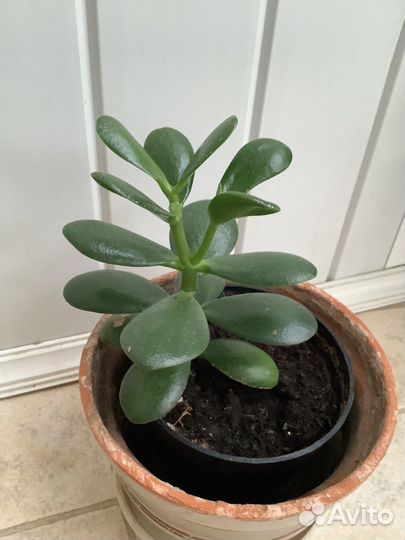 Толстянка (Денежное дерево)