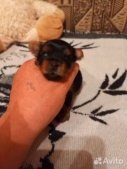 Йоркширский терьер щенки