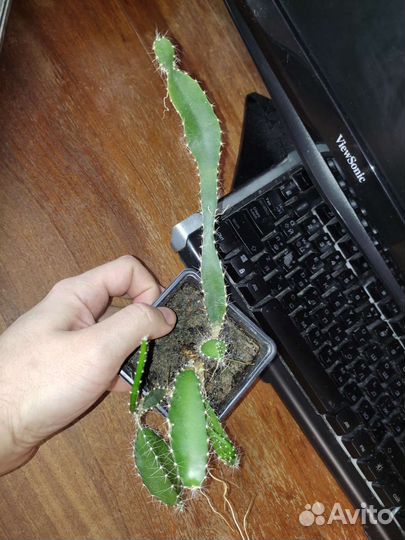Питахайя (питайя, гилоцереус волнистый) - рассада