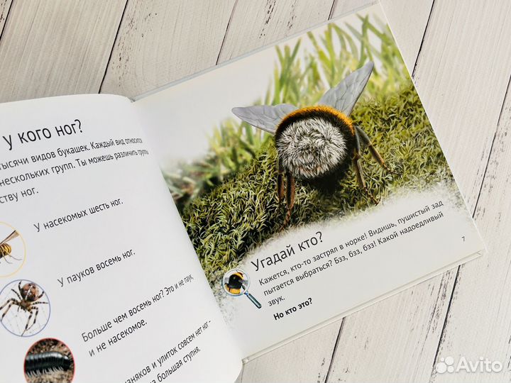 Кто живёт у нас на даче - Букашки