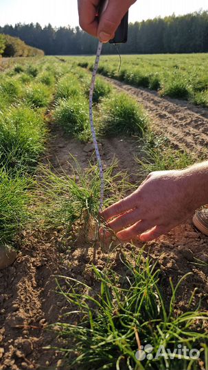 Сеянцы ели европейской окс