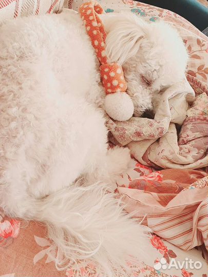 Болоньез итальянская болонка