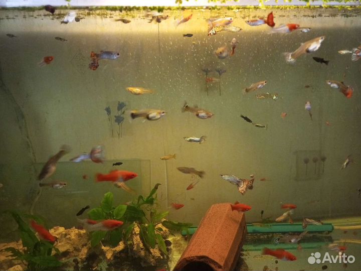 Рыбы,креветки и растения для нового аквариум