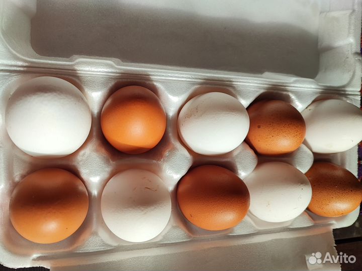 Продам мясо кролика