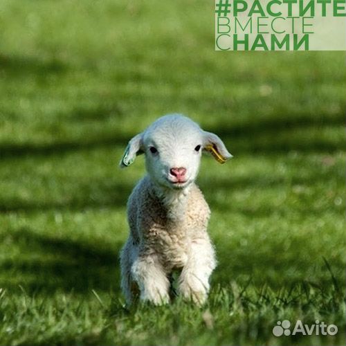 Комбикорм для овец