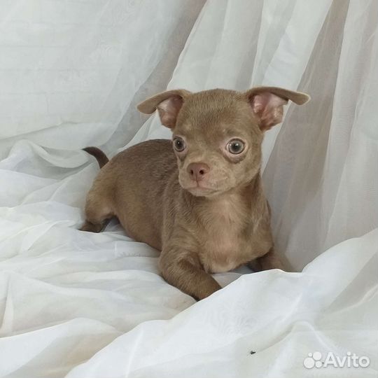 Щенки чихуахуа