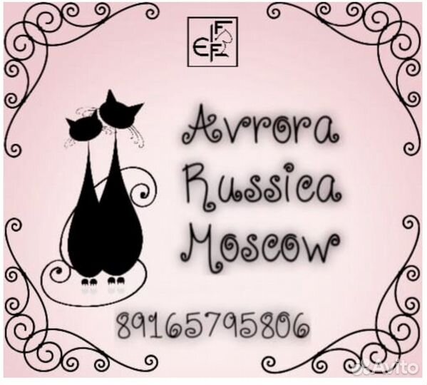 Породистые кошки