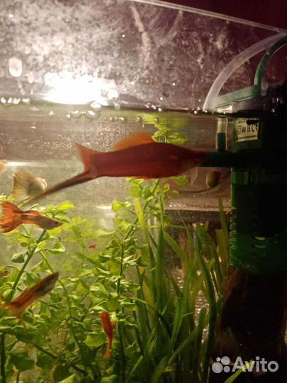 Рыбки, улитки, креветки