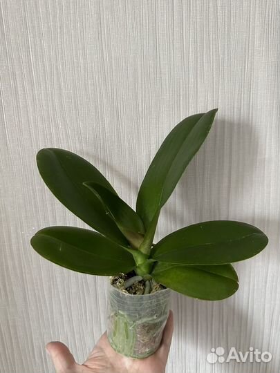 Орхидея фаленопсис Единорог