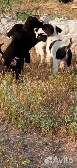 Щенуля в добрые руки