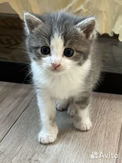 Котенок в добрые руки