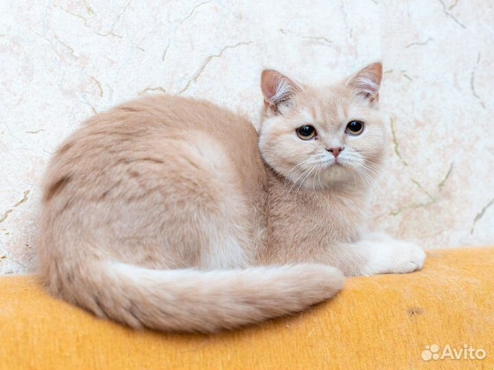 Шотландский котик Еремей