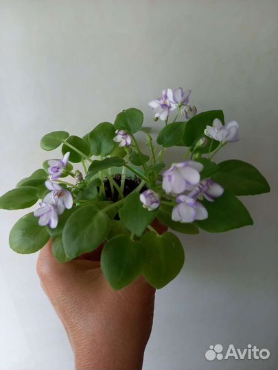 Фиалка трейлер