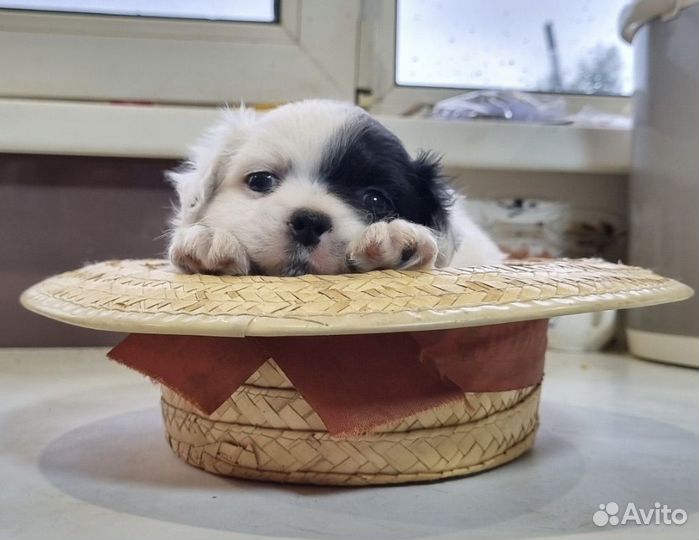 Обаятельные щенки японского спаниеля