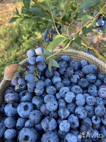 Голубика высокорослая садовая