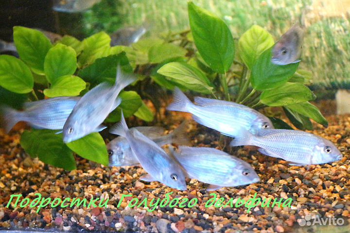 Цихлиды в Череповце. Взрослые, подростки, мальки