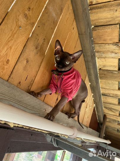 Вязка Сфинкс мальчик