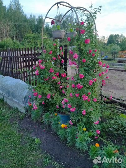 Роза плетистая Эксцельза