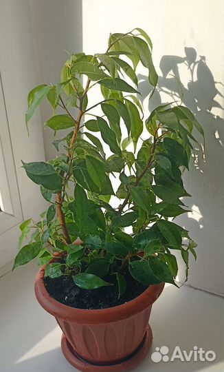 Комнатные растения