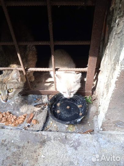 Сиамский котенок