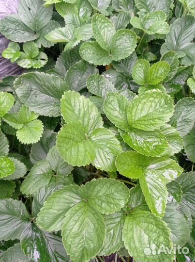 Клубника рассада