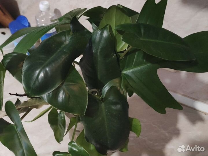 Филодендрон