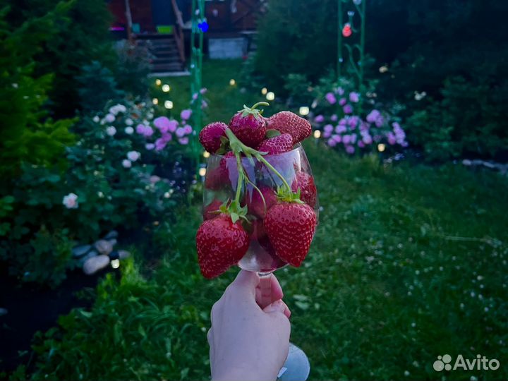 Клубника Орлец