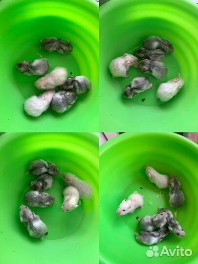 Сирийский хомяк малыш