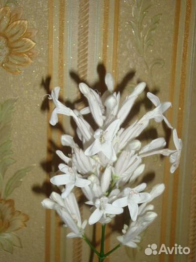 Эспиция, Уайтфельдия, Колерия и Кроссандра