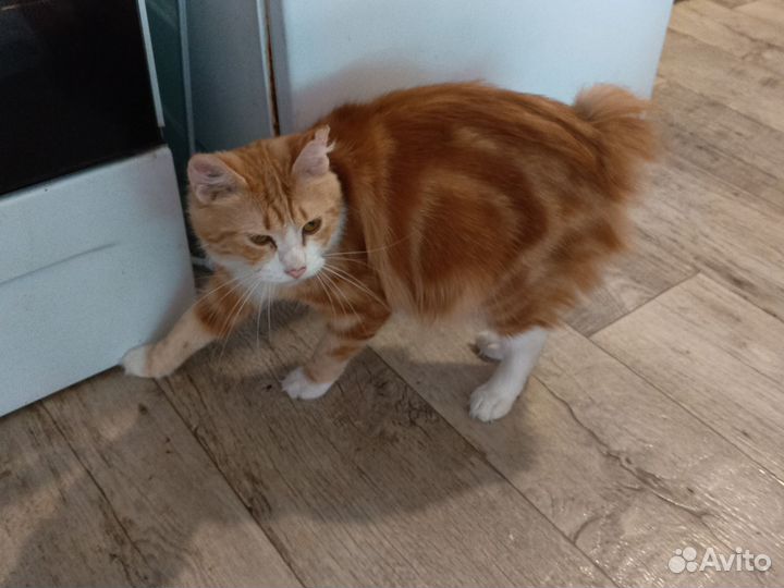 Курильский бобтейл