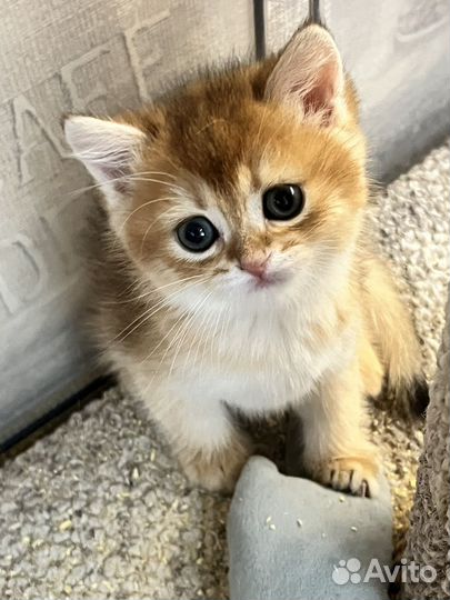 Золотая, серебристая шиншилла