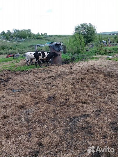 Продам телку на мясо
