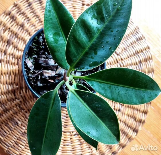 Фикусы Али, Эластика триколор, Бенджамина, Мелани