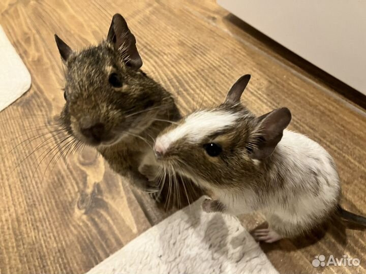 Дегу мальчики