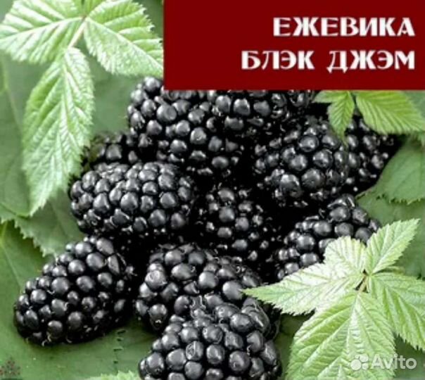 Блек Джем Ежевика ремонтантная