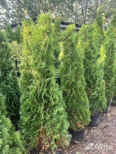 Туя с доставкой с полей
