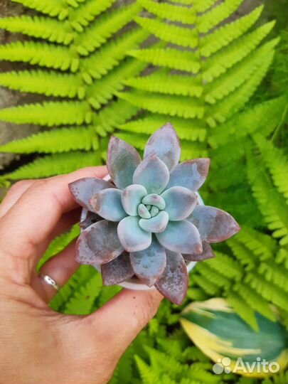 Суккуленты 2