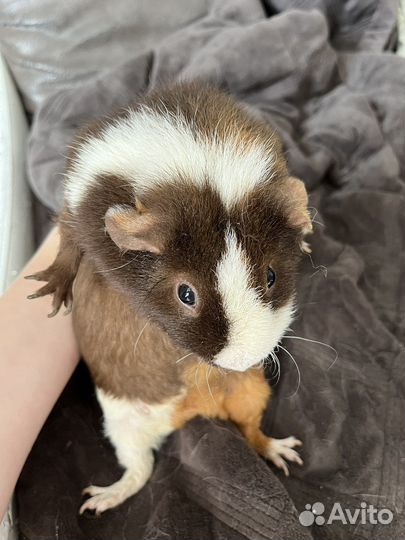 Морские свинки американский тедди + комплектация