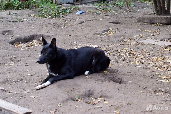 Отдам крупного пса в хорошие руки