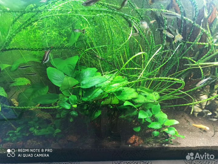 Аквариум готовый на 150 литров