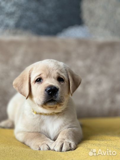 Щенки лабрадора