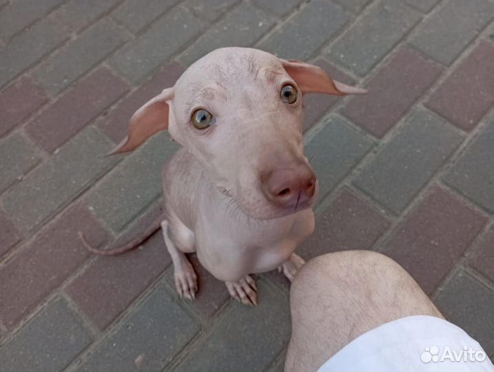 Ксолоитцкуинтли