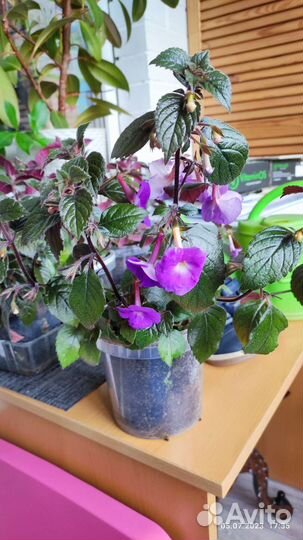 Ахименес Комнатные цветы Дружная семейка