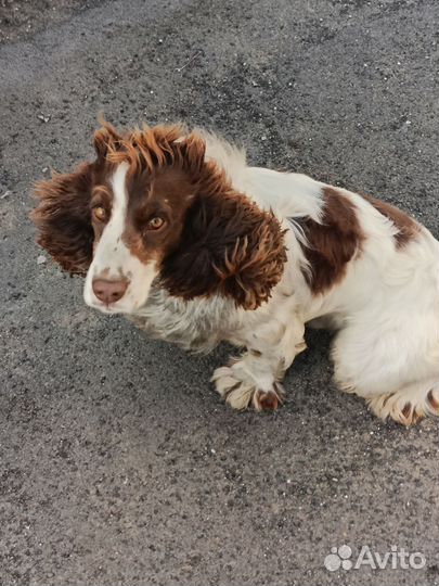 Кокер спаниель