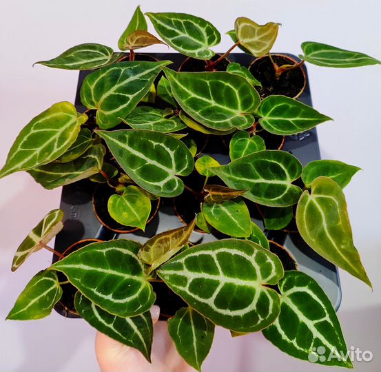Антуриум Сильвер блаш d6 новинка