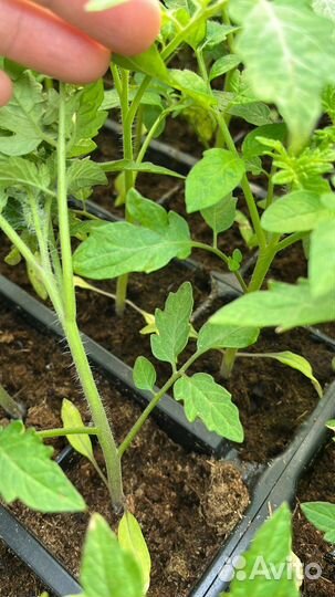 Рассада томатов. Сорт Пинк - Фест