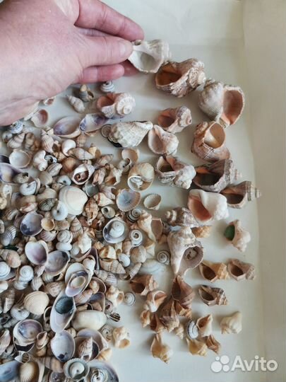 Ракушки морские