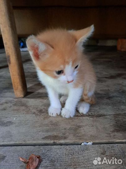 Кошки в добрые руки за 1 р